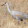 Sandhill crane