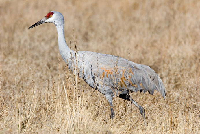 Sandhill crane