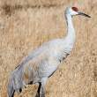 Sandhill crane