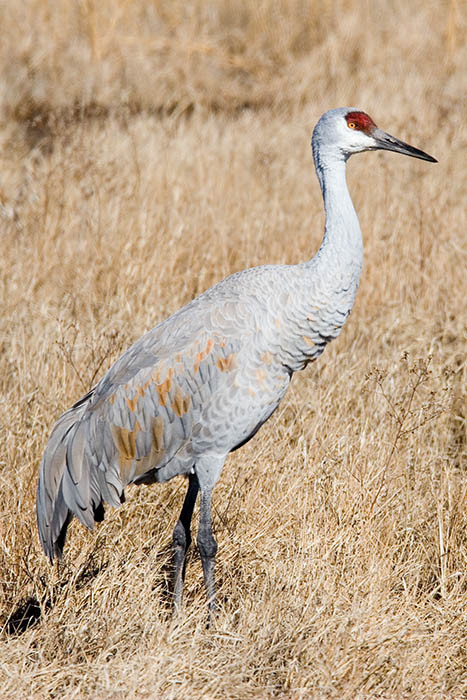 Sandhill crane