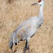 Sandhill crane