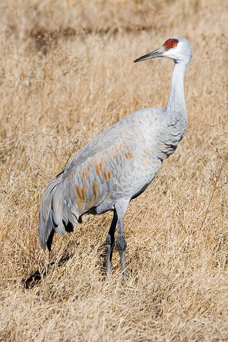 Sandhill crane