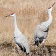 Sandhill cranes, one "craning?"