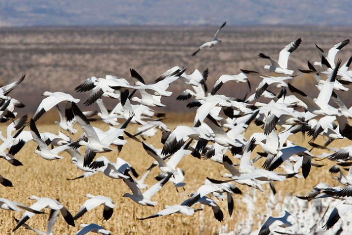 Snow geese taking a spin around the field