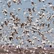A gaggle of geese?