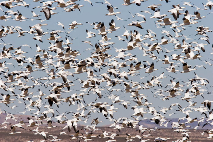 A gaggle of geese?