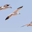 Snow geese