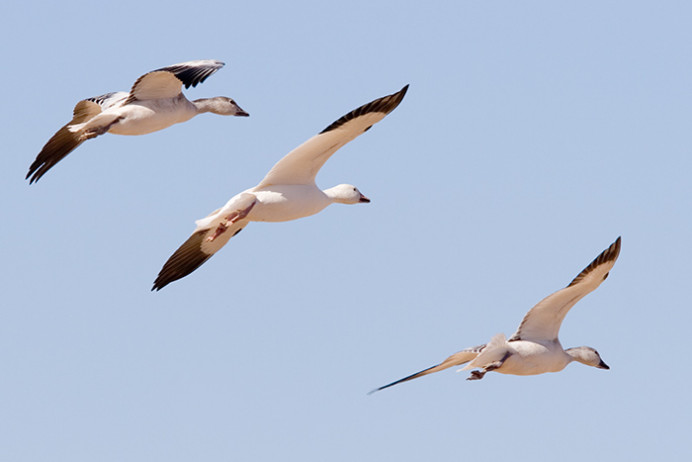 Snow geese