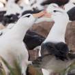 Black-browed pair billing