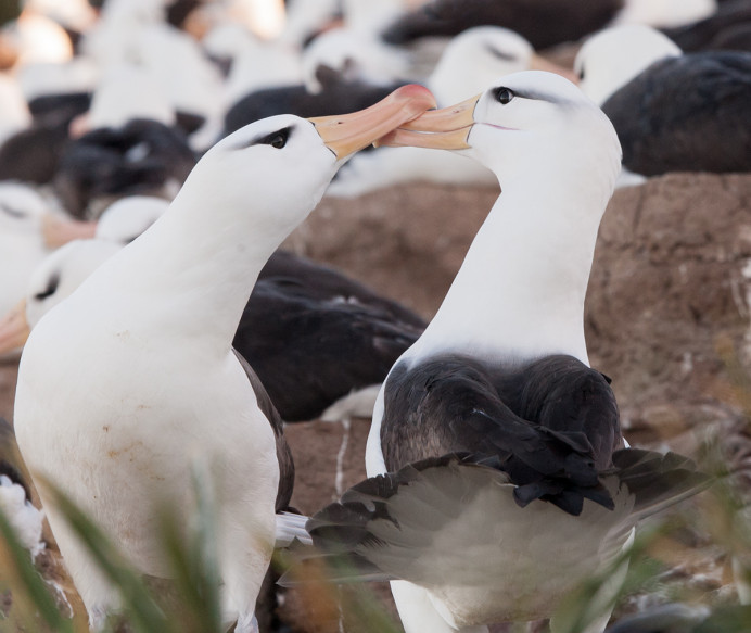 Black-browed pair billing