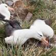 Falkland Islands