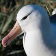 BBAlbatross_SteepleJason_3D1780