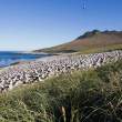 Black-browed albatross colony, Steeple Jason in the Falklands
