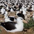 Black-browed albatross colony, Steeple Jason in the Falklands