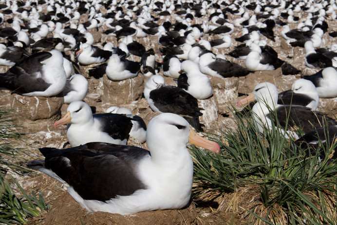 Black-browed albatross colony, Steeple Jason in the Falklands