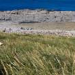 Walking though the tussock grass to get close to the albatross colony.