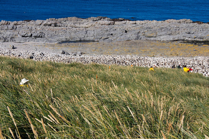 Walking though the tussock grass to get close to the albatross colony.