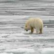BearCoveringEye_54D23691