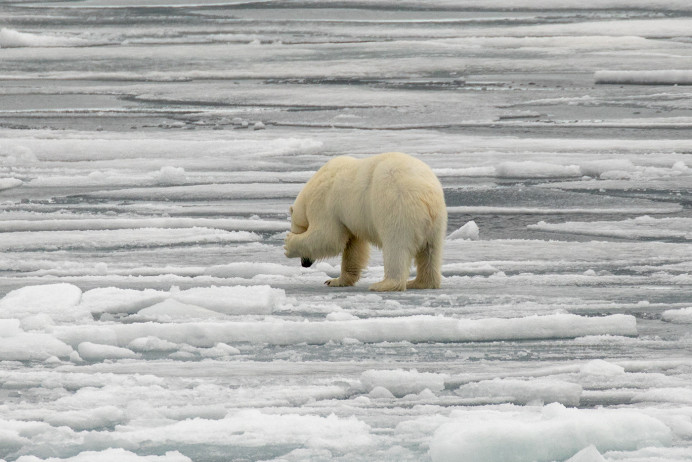 BearCoveringEye_54D23691
