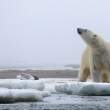 BearKillGull_54D23456