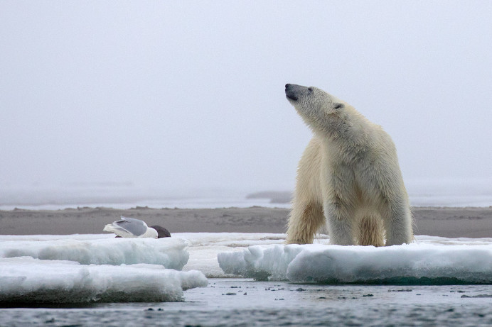BearKillGull_54D23456