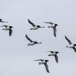 BrunnichsGuillemots_54D23361