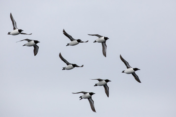 BrunnichsGuillemots_54D23361