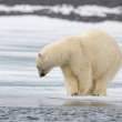 IceBearCrossfoot_54D22872