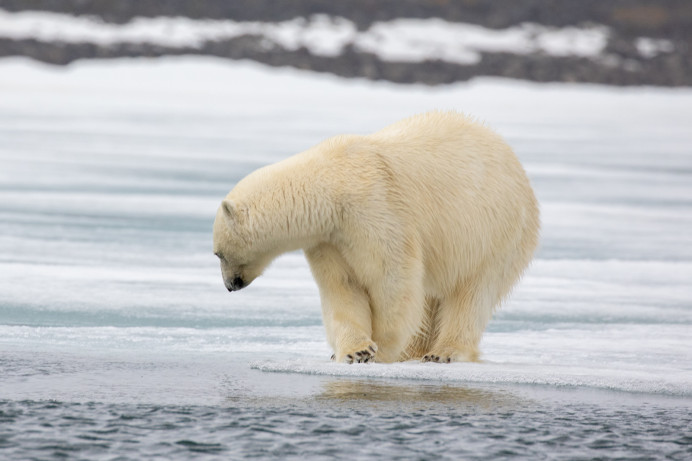 IceBearCrossfoot_54D22872