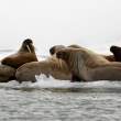 WalrusOnIce_54D23412