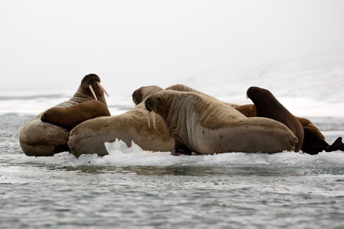 WalrusOnIce_54D23412
