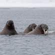 WalrusThree_54D23442