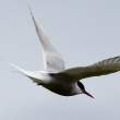 Arctic tern flying at intruders, cloudy day. Flatey Island, Iceland.