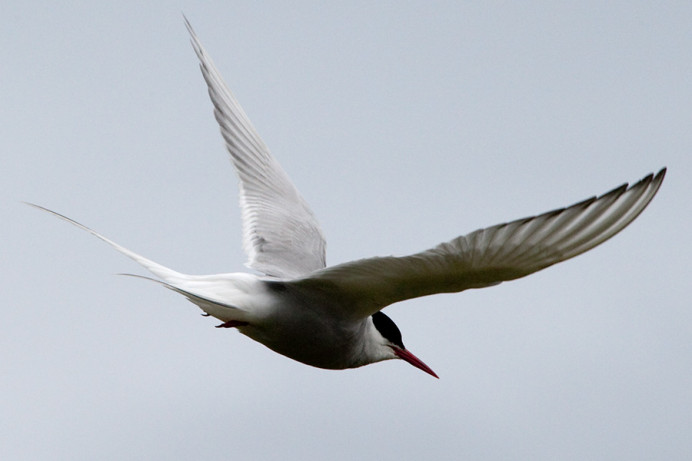 Arctic tern flying at intruders, cloudy day. Flatey Island, Iceland.