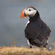 Atlantic puffin, Flatey Island, Iceland