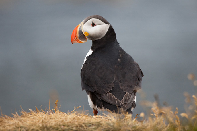 Atlantic puffin, Flatey Island, Iceland