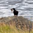 Black guillemot with fish, Flatey Island, Iceland