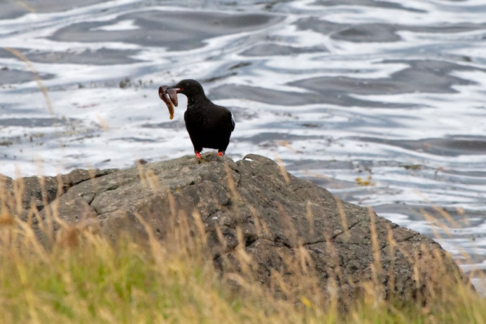 Black guillemot with fish, Flatey Island, Iceland