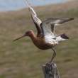 Black-tailed godwit, Iceland