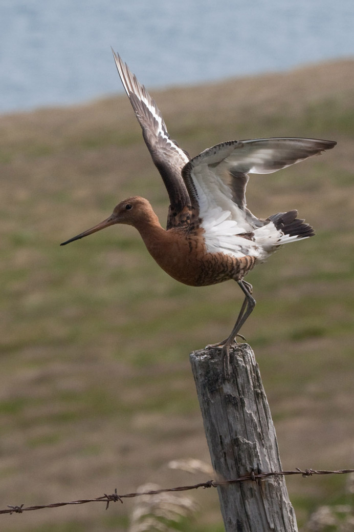 Black-tailed godwit, Iceland