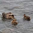Eider ducks, Flatey Island, Iceland