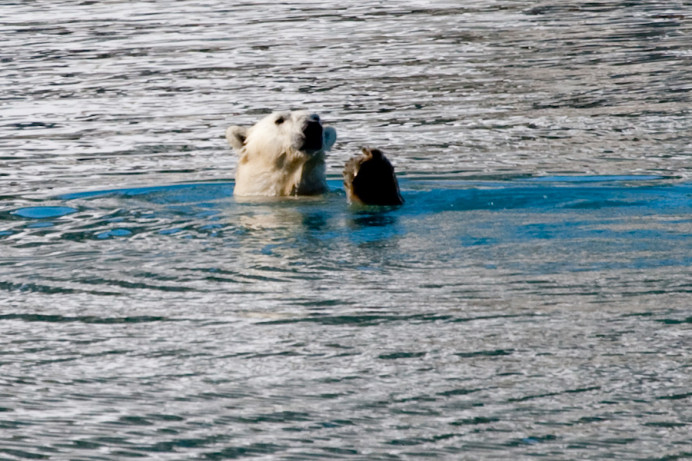 Bear checking foot?