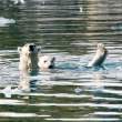 Polar bears, Napassorssuaq Fjord, East Greenland