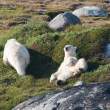 Polar bears, Napassorssuaq Fjord, East Greenland