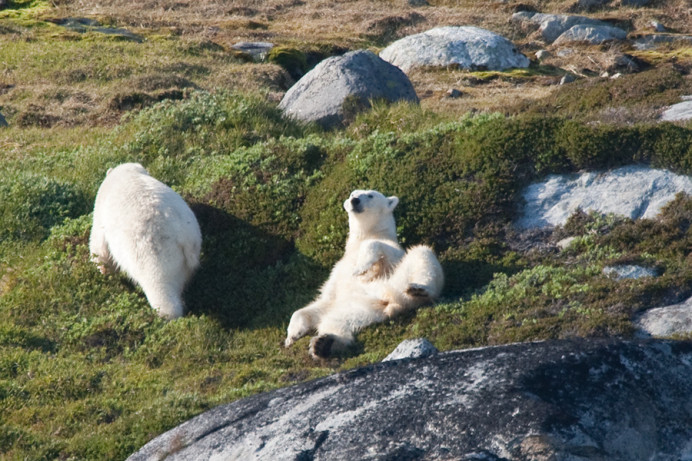 Polar bears, Napassorssuaq Fjord, East Greenland