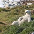 Bear relaxing, Napassorssuaq Fjord, East Greenland