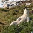 Bear relaxing, Napassorssuaq Fjord, East Greenland