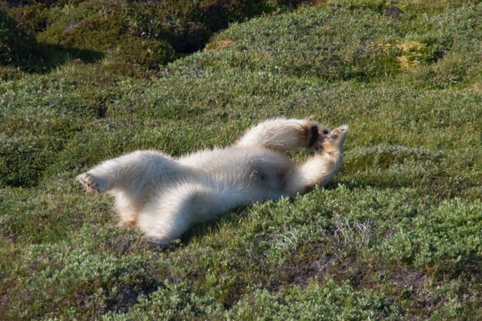 Bear, Napassorssuaq Fjord, East Greenland