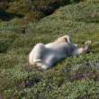 Bear, Napassorssuaq Fjord, East Greenland