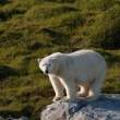 Bear, Napassorssuaq Fjord, East Greenland